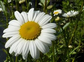 Kopretina největší - Leucanthemum maximum