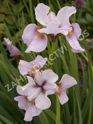 Kosatec sibiřský 'Roanoke's Choice' - Iris sibirica 'Roanoke's Choice'