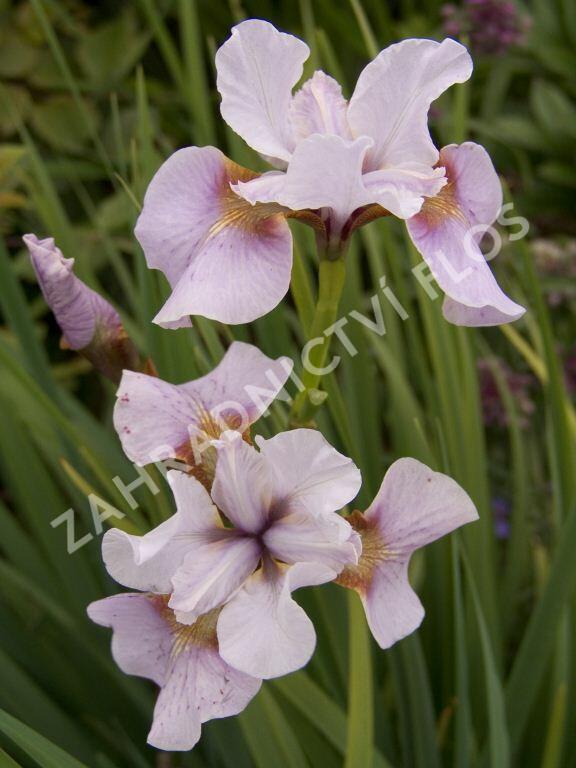 Kosatec sibiřský 'Roanoke's Choice' - Iris sibirica 'Roanoke's Choice'