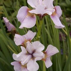 Kosatec sibiřský 'Roanoke's Choice' - Iris sibirica 'Roanoke's Choice'