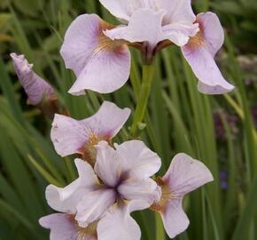 Kosatec sibiřský 'Roanoke's Choice' - Iris sibirica 'Roanoke's Choice'