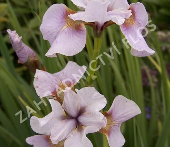 Kosatec sibiřský 'Roanoke's Choice' - Iris sibirica 'Roanoke's Choice'