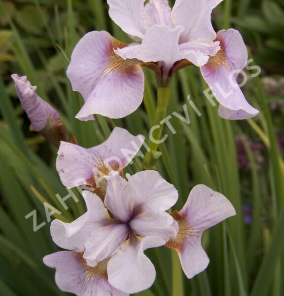 Kosatec sibiřský 'Roanoke's Choice' - Iris sibirica 'Roanoke's Choice'