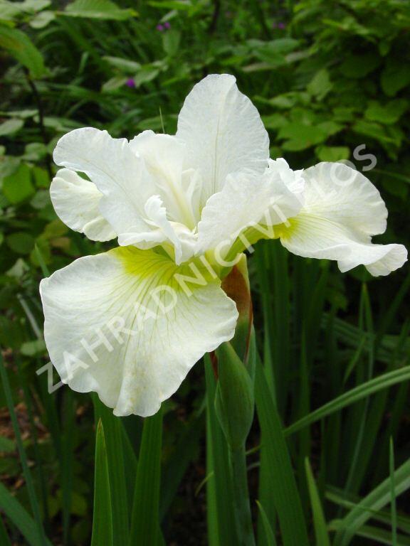 Kosatec sibiřský 'Harpswell Happines' - Iris sibirica 'Harpswell Happines'