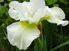 Kosatec sibiřský 'Harpswell Happines' - Iris sibirica 'Harpswell Happines'
