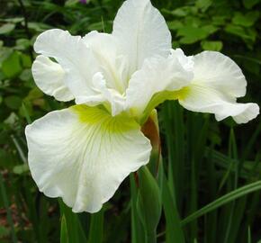 Kosatec sibiřský 'Harpswell Happines' - Iris sibirica 'Harpswell Happines'