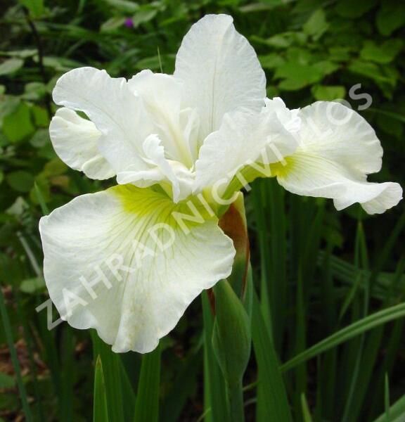 Kosatec sibiřský 'Harpswell Happines' - Iris sibirica 'Harpswell Happines'