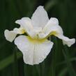 Kosatec sibiřský 'Harpswell Happines' - Iris sibirica 'Harpswell Happines'