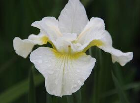 Kosatec sibiřský 'Harpswell Happines' - Iris sibirica 'Harpswell Happines'