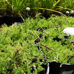 Heřmánek římský 'Plena' - Chamaemelum nobile 'Plena'