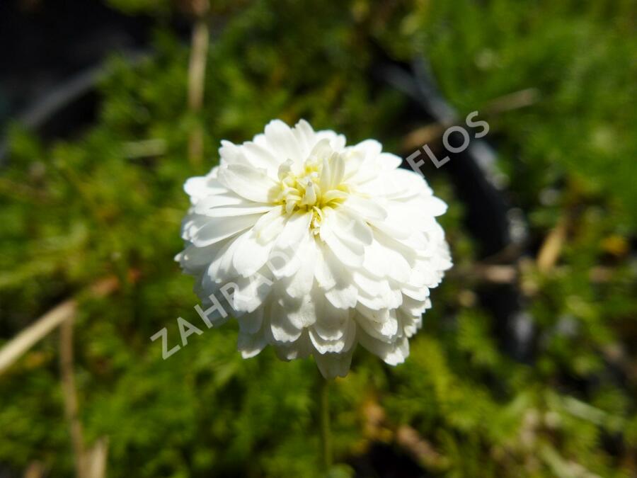 Heřmánek římský 'Plena' - Chamaemelum nobile 'Plena'