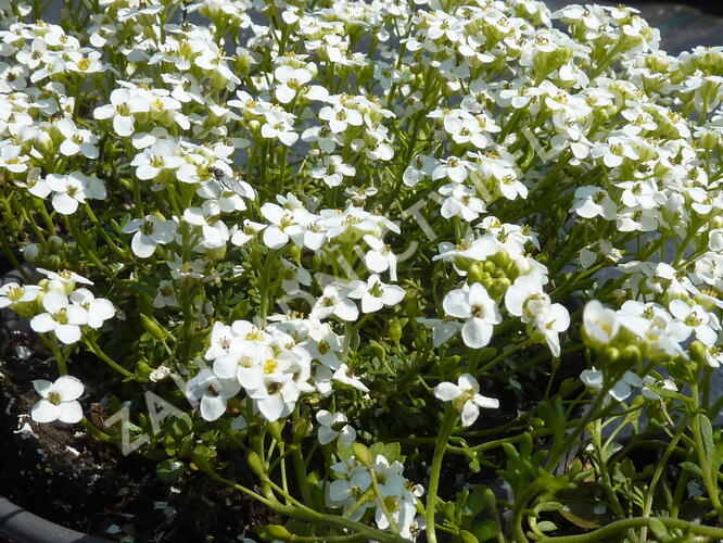 Řeřuška alpská - Pritzelago (Hutchinsia) alpina