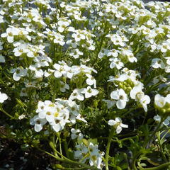 Řeřuška alpská - Pritzelago (Hutchinsia) alpina