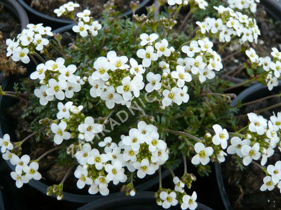 Řeřuška alpská - Pritzelago (Hutchinsia) alpina