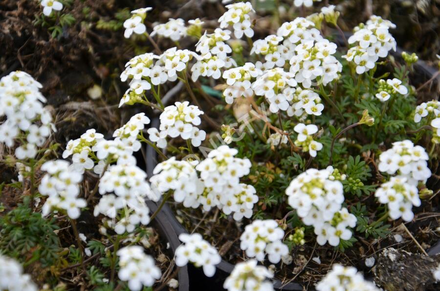 Řeřuška alpská - Pritzelago (Hutchinsia) alpina