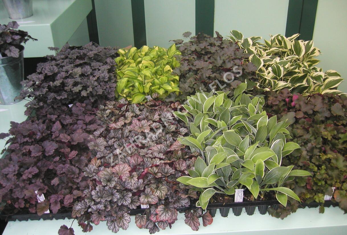 Dlužicha mix - Heuchera mix