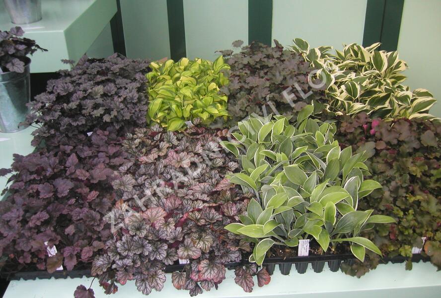 Dlužicha mix - Heuchera mix