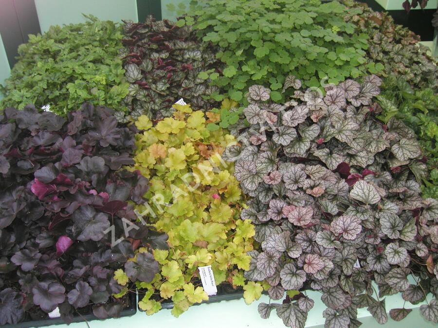 Dlužicha mix - Heuchera mix
