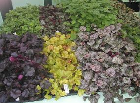 Dlužicha mix - Heuchera mix