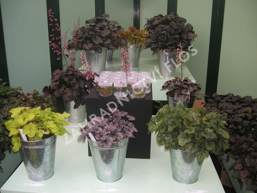 Dlužicha mix - Heuchera mix