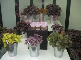 Dlužicha mix - Heuchera mix
