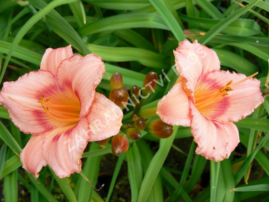 Denivka 'Strawberry Candy' - Hemerocallis 'Strawberry Candy'