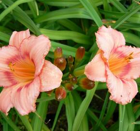 Denivka 'Strawberry Candy' - Hemerocallis 'Strawberry Candy'