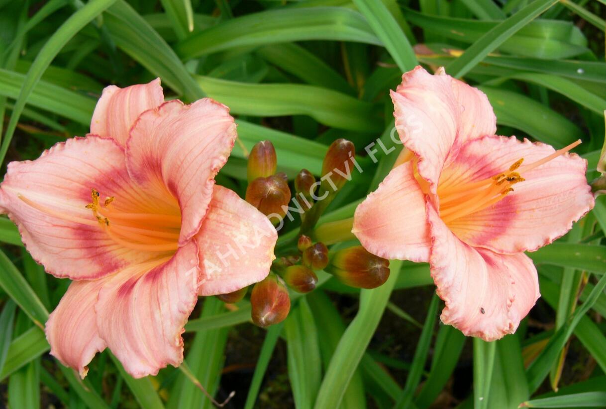 Denivka 'Strawberry Candy' - Hemerocallis 'Strawberry Candy'