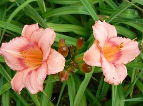 Denivka 'Strawberry Candy' - Hemerocallis 'Strawberry Candy'