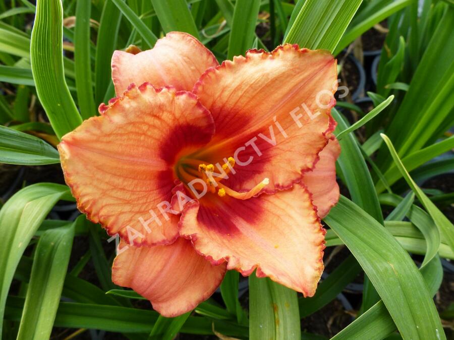 Denivka 'Strawberry Candy' - Hemerocallis 'Strawberry Candy'