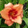 Denivka 'Strawberry Candy' - Hemerocallis 'Strawberry Candy'