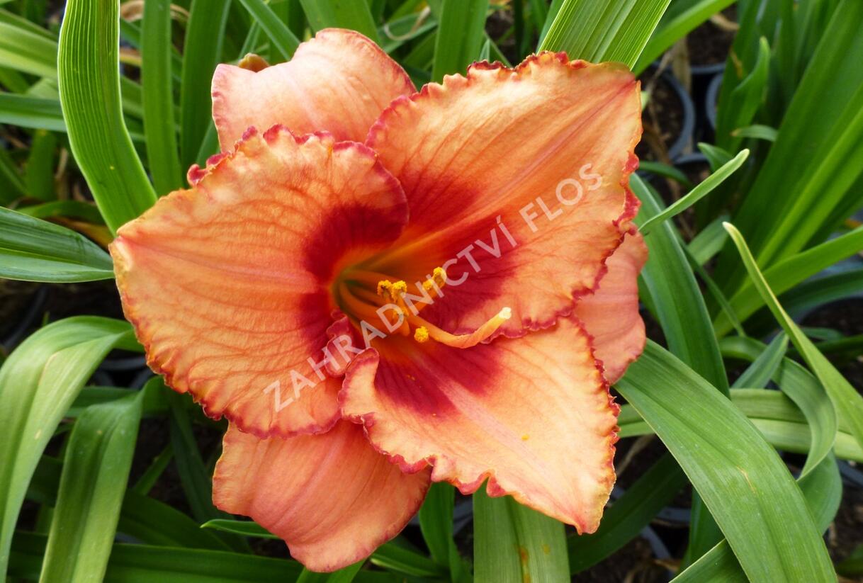 Denivka 'Strawberry Candy' - Hemerocallis 'Strawberry Candy'
