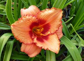 Denivka 'Strawberry Candy' - Hemerocallis 'Strawberry Candy'