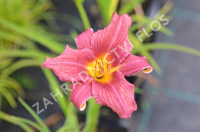 Denivka 'Jana' - Hemerocallis 'Jana'