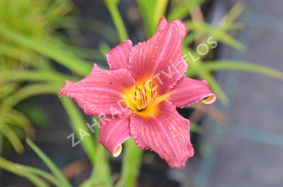 Denivka 'Jana' - Hemerocallis 'Jana'