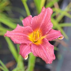 Denivka 'Jana' - Hemerocallis 'Jana'