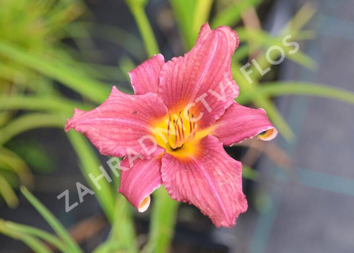 Denivka 'Jana' - Hemerocallis 'Jana'