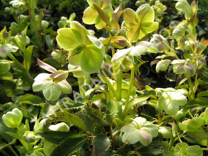 Čemeřice - Helleborus x sternii