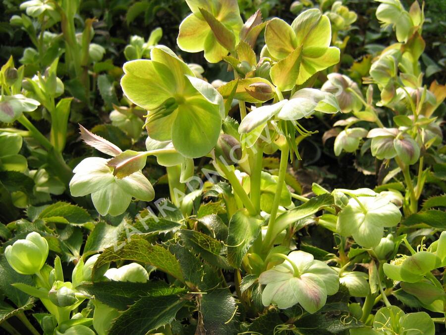 Čemeřice - Helleborus x sternii