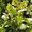 Čemeřice - Helleborus x sternii