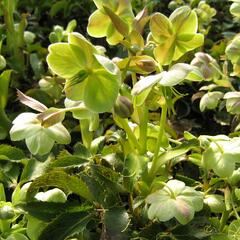 Čemeřice - Helleborus x sternii