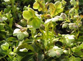 Čemeřice - Helleborus x sternii