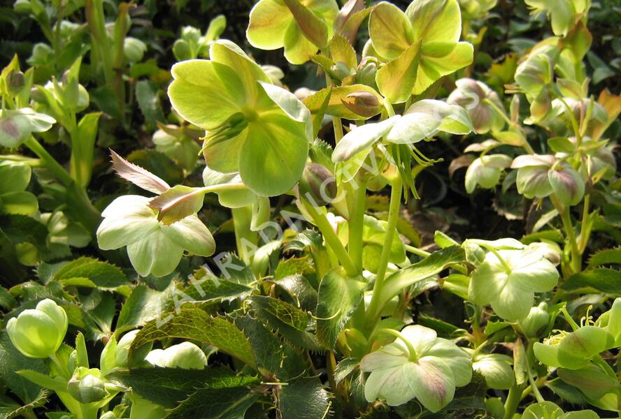 Čemeřice - Helleborus x sternii