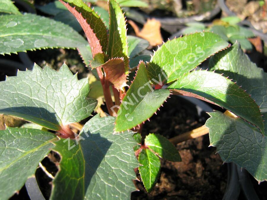 Čemeřice - Helleborus x sternii
