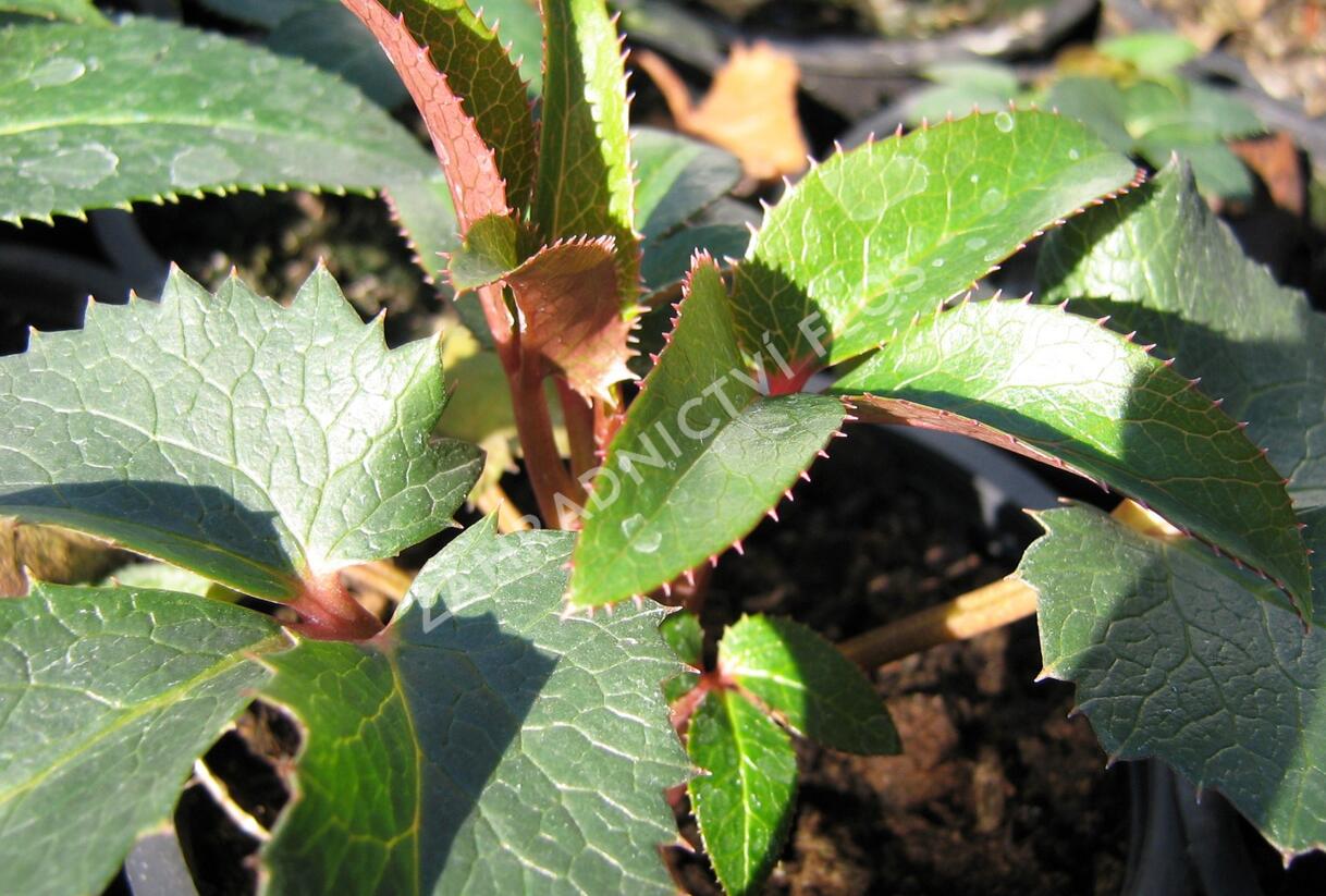Čemeřice - Helleborus x sternii