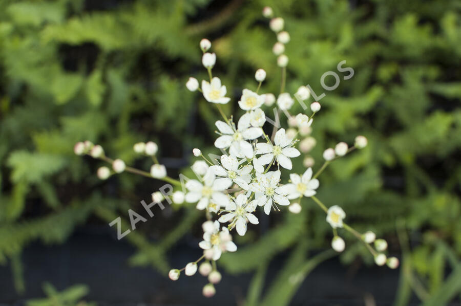 Tužebník - Filipendula hexapetala