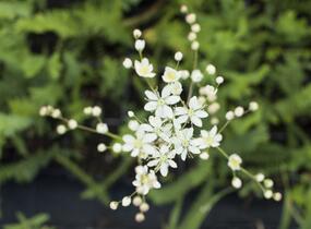 Tužebník - Filipendula hexapetala