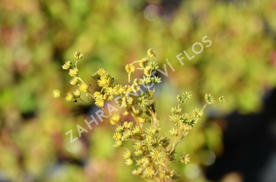 Tužebník - Filipendula hexapetala