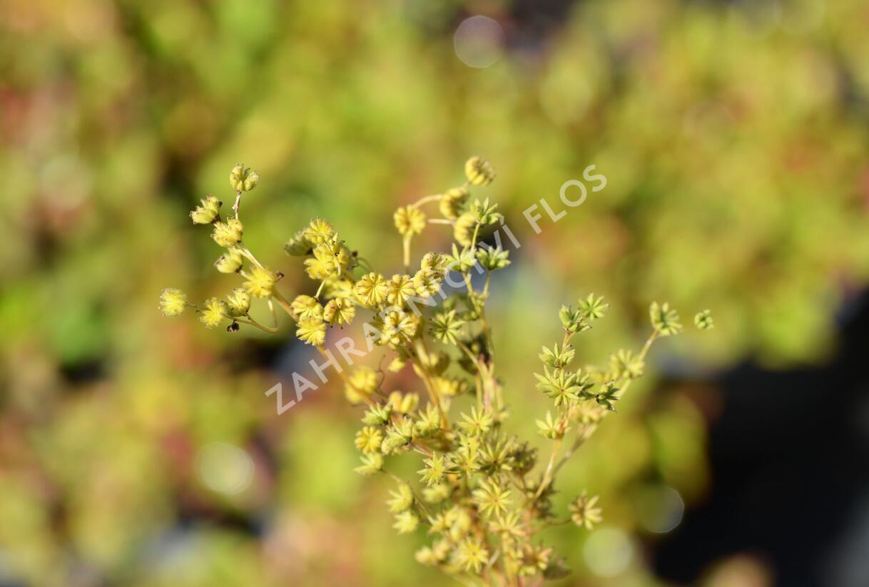 Tužebník - Filipendula hexapetala