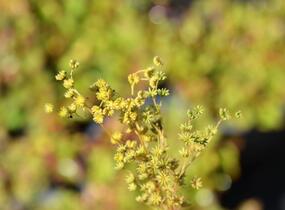 Tužebník - Filipendula hexapetala
